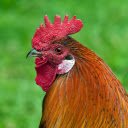 Rooster mao bud  screen for extension Chrome web store in OffiDocs Chromium