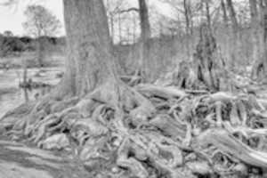 ดาวน์โหลดรูปภาพหรือรูปภาพฟรีของ Roots เพื่อแก้ไขด้วยโปรแกรมแก้ไขรูปภาพออนไลน์ GIMP