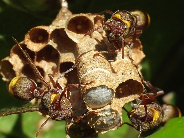 ดาวน์โหลดฟรี Ropalidia Paper Wasps Eusocial - ภาพถ่ายหรือรูปภาพฟรีที่จะแก้ไขด้วยโปรแกรมแก้ไขรูปภาพออนไลน์ GIMP