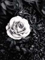 Free download Rosa blanca. free photo or picture to be edited with GIMP online image editor