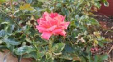 Free download Rosa rosa. free photo or picture to be edited with GIMP online image editor