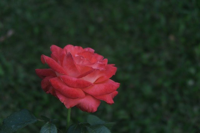 Téléchargement gratuit de l'image gratuite de pétales de fleur de rose botanique à éditer avec l'éditeur d'images en ligne gratuit GIMP