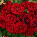 Rose bouquet in the dew  screen for extension Chrome web store in OffiDocs Chromium