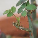 Rose branches have many thorns  screen for extension Chrome web store in OffiDocs Chromium