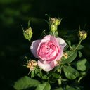 Rose branch with many buds  screen for extension Chrome web store in OffiDocs Chromium