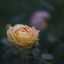 Rosebuds are shy in the early morning  screen for extension Chrome web store in OffiDocs Chromium
