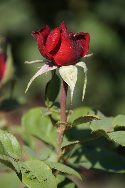 دانلود رایگان عکس رز بورگوندی 81 rosaceae قرمز برای ویرایش با ویرایشگر تصویر آنلاین رایگان GIMP