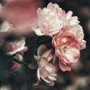 Rose bush  screen for extension Chrome web store in OffiDocs Chromium