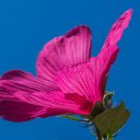 Rose bush grizzly  screen for extension Chrome web store in OffiDocs Chromium