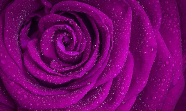 Free download rose daisy flower rain water drops free picture to be edited with GIMP free online image editor