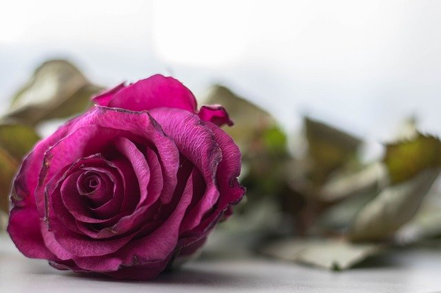Muat turun percuma gambar percuma simbolik cinta bunga mawar yang mati untuk diedit dengan editor imej dalam talian percuma GIMP