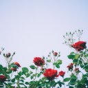 Rose fields  screen for extension Chrome web store in OffiDocs Chromium