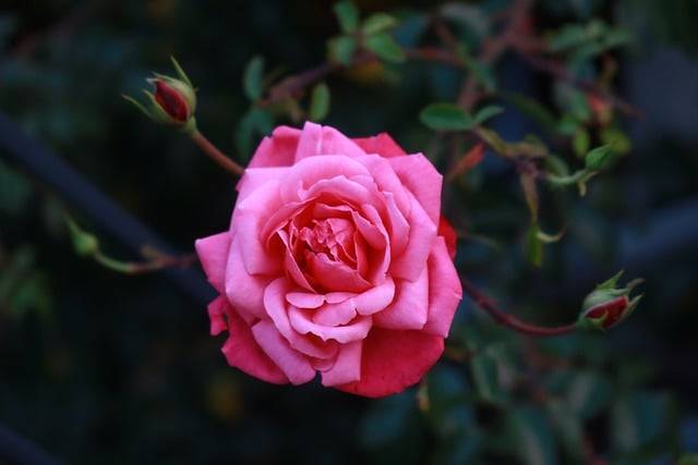 Téléchargement gratuit pétales de bourgeons de fleurs de rose nature image gratuite à éditer avec l'éditeur d'images en ligne gratuit GIMP
