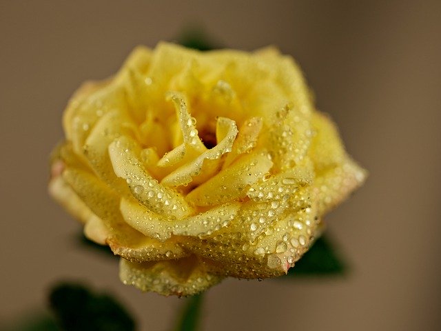Free download rose flower dew yellow rose free picture to be edited with GIMP free online image editor