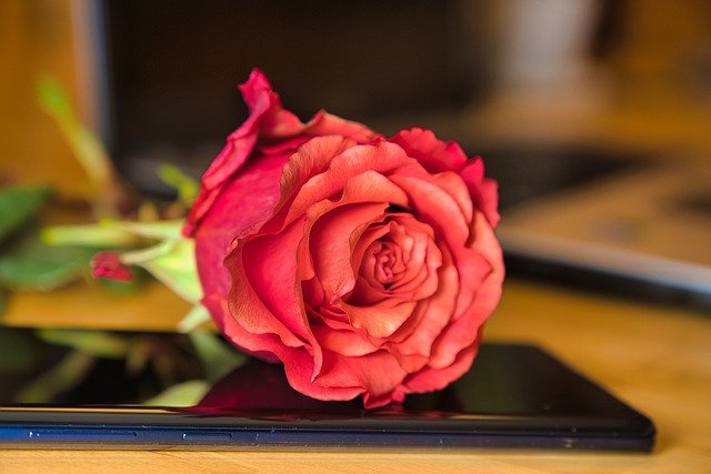 Free download rose flower mobile cellphone free picture to be edited with GIMP free online image editor