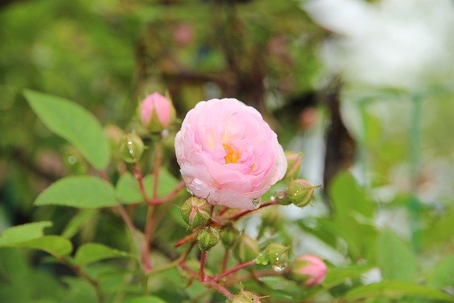 Descarga gratuita rosa flor naturaleza primer plano planta imagen gratis para editar con el editor de imágenes en línea gratuito GIMP