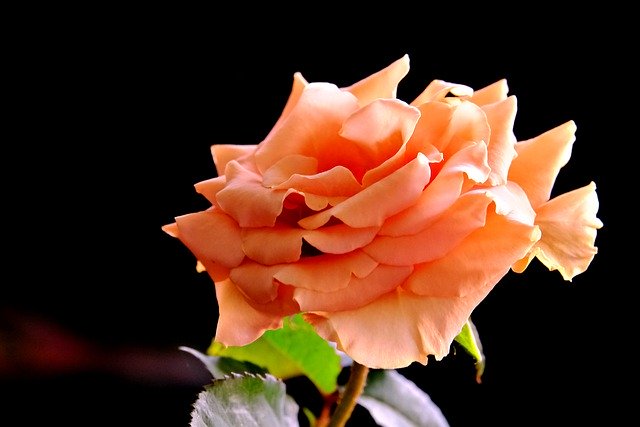 Free graphic rose flower orange rose flora to be edited by GIMP free image editor by OffiDocs