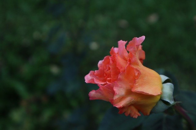 Free download rose flower petals buds flora free picture to be edited with GIMP free online image editor