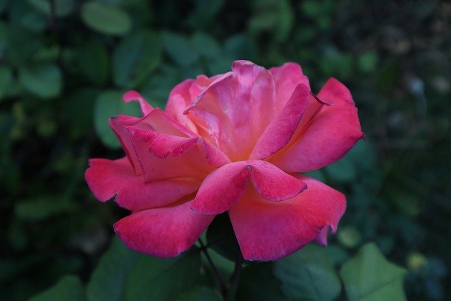 ดาวน์โหลดฟรี ดอกกุหลาบ ดอกกุหลาบสีชมพู สาขากุหลาบ ภาพฟรีที่จะแก้ไขด้วย GIMP โปรแกรมแก้ไขรูปภาพออนไลน์ฟรี