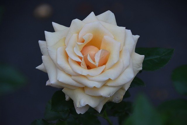 無料ダウンロードバラの花植物庭バラ無料画像をGIMP無料オンライン画像エディタで編集する