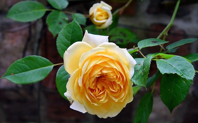 Descarga gratuita Rose Flower Yellow Leaf - foto o imagen gratuita para editar con el editor de imágenes en línea GIMP