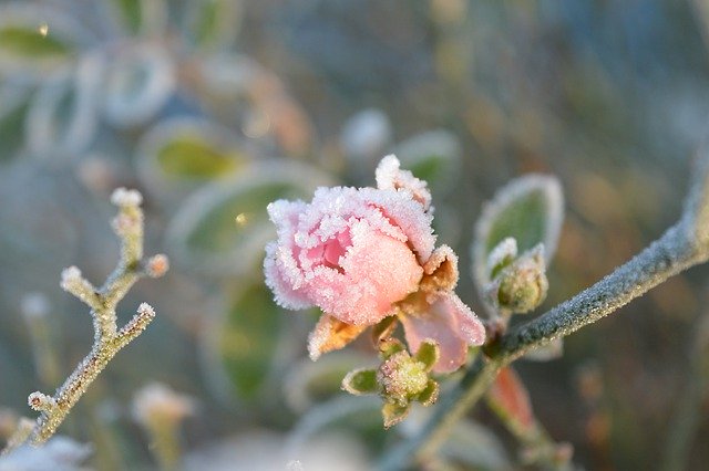 Gratis download roos vorst bevroren bloesem bloei gratis foto om te bewerken met GIMP gratis online afbeeldingseditor