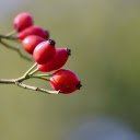 Rose fruit  screen for extension Chrome web store in OffiDocs Chromium