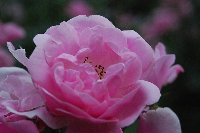 Bezpłatne pobieranie Rose Garden Bloom - bezpłatne zdjęcie lub obraz do edycji za pomocą internetowego edytora obrazów GIMP