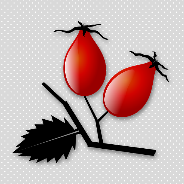 Free download Rose Hip Fruit -  free illustration to be edited with GIMP free online image editor