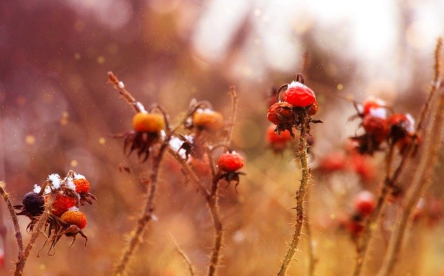 Free download rose hip fruits frost snow ice free picture to be edited with GIMP free online image editor