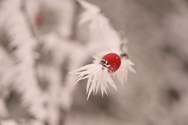 Free download rose hips hoarfrost winter free picture to be edited with GIMP free online image editor