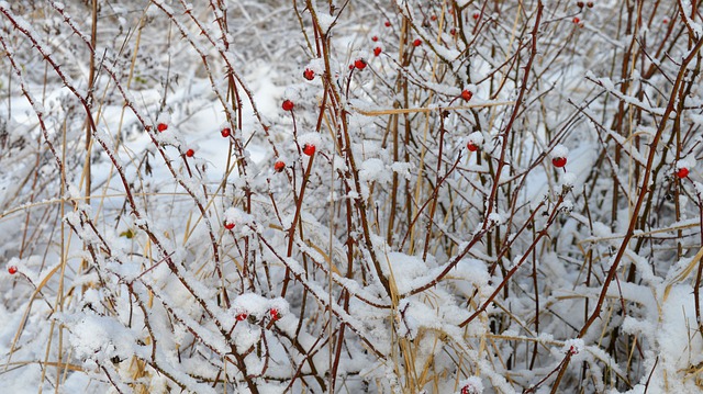 Libreng download rose hips plant snow winter fruits libreng larawan na ie-edit gamit ang GIMP free online image editor