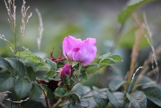 Muat turun percuma gambar bunga bunga rosehips rosehip percuma untuk diedit dengan editor imej dalam talian percuma GIMP