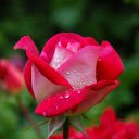 Rose in Morning Dew  screen for extension Chrome web store in OffiDocs Chromium