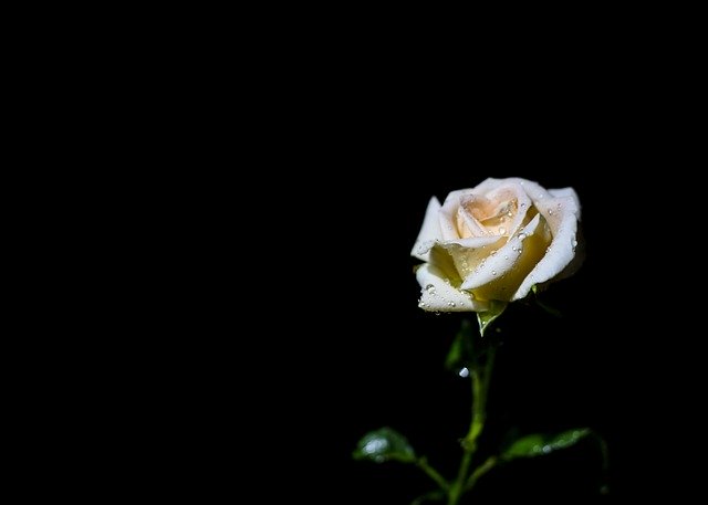 Gratis download rose nacht bloem plant wit gratis foto om te bewerken met GIMP gratis online afbeeldingseditor