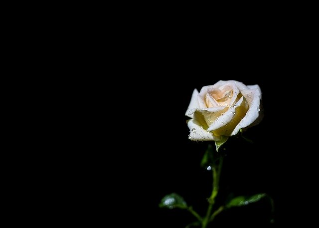 Free download rose night flower plant white free picture to be edited with GIMP free online image editor