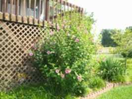 Free download Rose Of Sharon Bush free photo or picture to be edited with GIMP online image editor