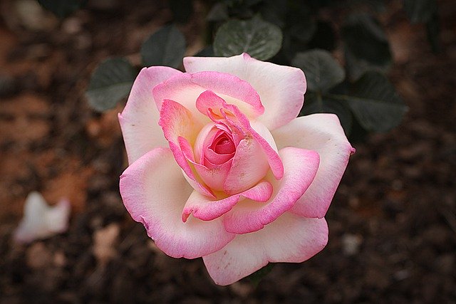 Free download rose petal flower flora botany free picture to be edited with GIMP free online image editor