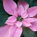 Rose petal poinsettia  screen for extension Chrome web store in OffiDocs Chromium