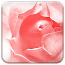 Rose Pink  screen for extension Chrome web store in OffiDocs Chromium