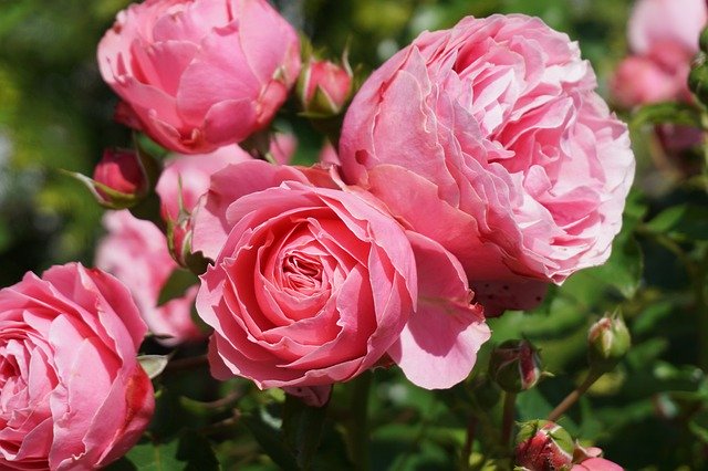 GIMP ücretsiz çevrimiçi resim düzenleyiciyle düzenlenecek ücretsiz indir gül pembe bitkiler çiçek doğa ücretsiz resim