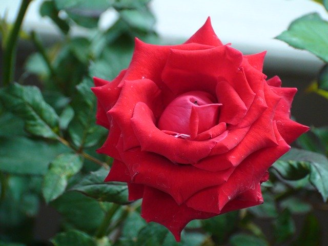 ດາວໂຫຼດ Rose Red Bloom ຟຣີ - ຮູບພາບ ຫຼືຮູບພາບທີ່ບໍ່ເສຍຄ່າເພື່ອແກ້ໄຂດ້ວຍຕົວແກ້ໄຂຮູບພາບອອນໄລນ໌ GIMP