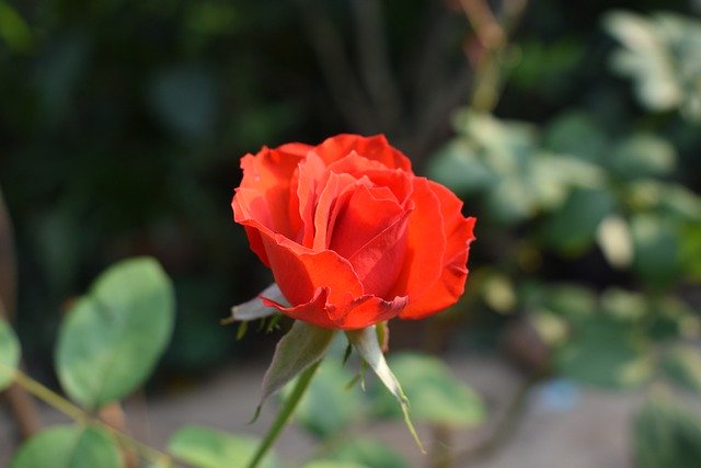 Бесплатно скачать розы красные цветы двор романтика бесплатное изображение для редактирования с помощью бесплатного онлайн-редактора изображений GIMP