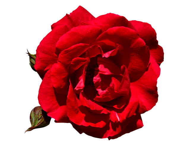 Bezpłatne pobieranie Rose Red Free - bezpłatne zdjęcie lub obraz do edycji za pomocą internetowego edytora obrazów GIMP