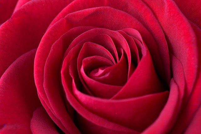 Безкоштовно завантажте безкоштовне зображення романтичної валентинки з червоною трояндою для редагування за допомогою безкоштовного онлайн-редактора зображень GIMP