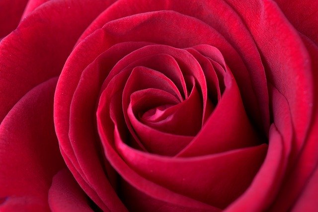 Free download rose red love romantic valentine free picture to be edited with GIMP free online image editor