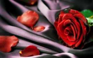 تحميل مجاني rose_red_petals_128529_3840x2400 صورة مجانية أو صورة لتحريرها باستخدام محرر الصور على الإنترنت GIMP