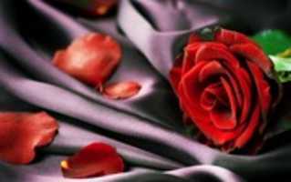 Unduh gratis rose_red_petals_128529_3840x2400 foto atau gambar gratis untuk diedit dengan editor gambar online GIMP