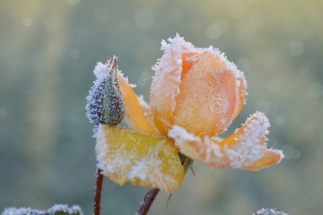 免费下载玫瑰玫瑰花蕾冰晶冰冷免费图片可使用 GIMP 免费在线图像编辑器进行编辑