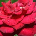 Roses after the rain  screen for extension Chrome web store in OffiDocs Chromium